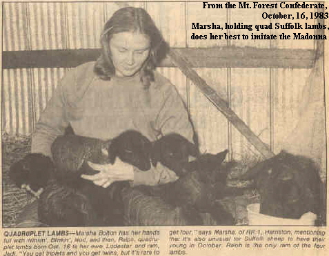 From the Mt. Forest Confederate, 
October, 16, 1983
Marsha, holding quad Suffolk lambs,
does her best to imitate the Madonna