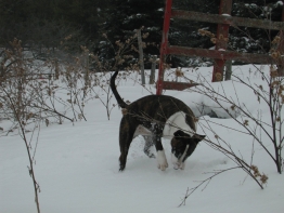 Wally in winter, digging for moles