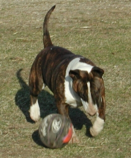 Wally plays soccer