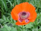 Large, red Poppy
